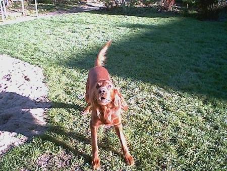 Mon chien rusty