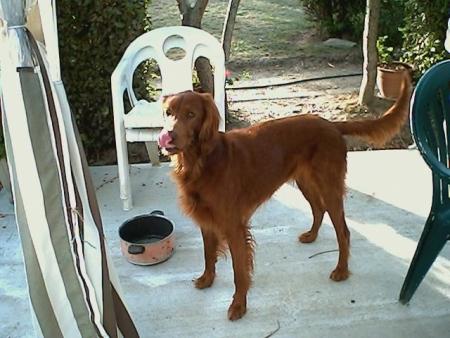Re mon chien